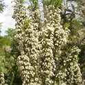Erica arborea var.alpina